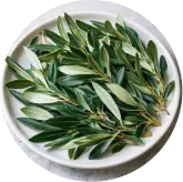 MemoVolt™ Oleuropein from olive leaf