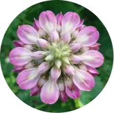 MemoVolt™ Kudzu Flower Extract ingredient
